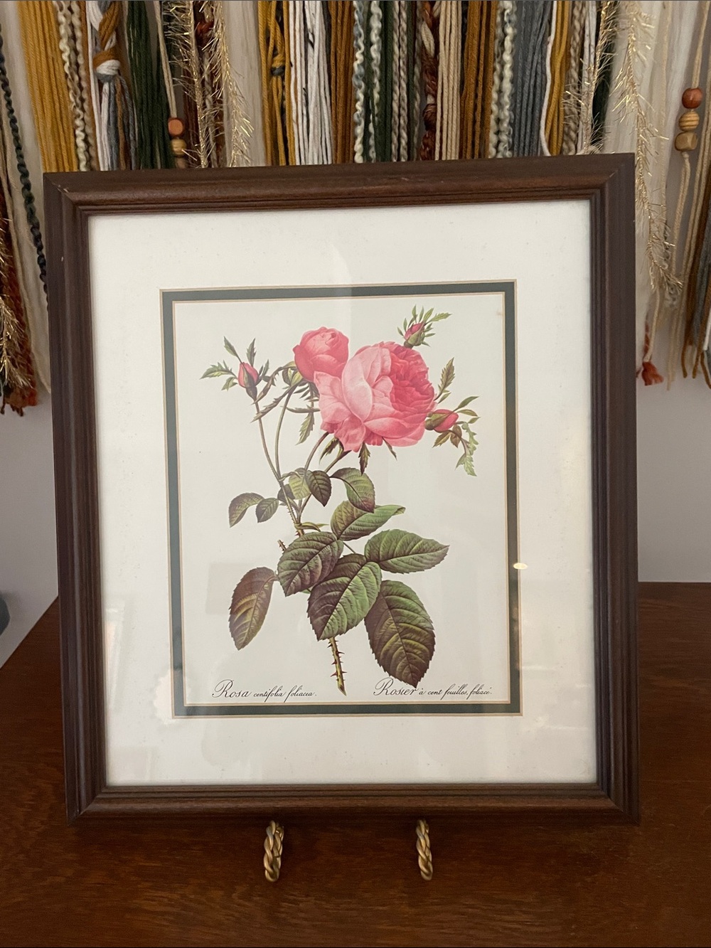 Framed Botanical Rose Print - Pink Rose Illustration
